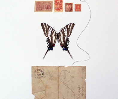 "Zebra Swallowtail Butterfly" by Jeri Hillis (c)