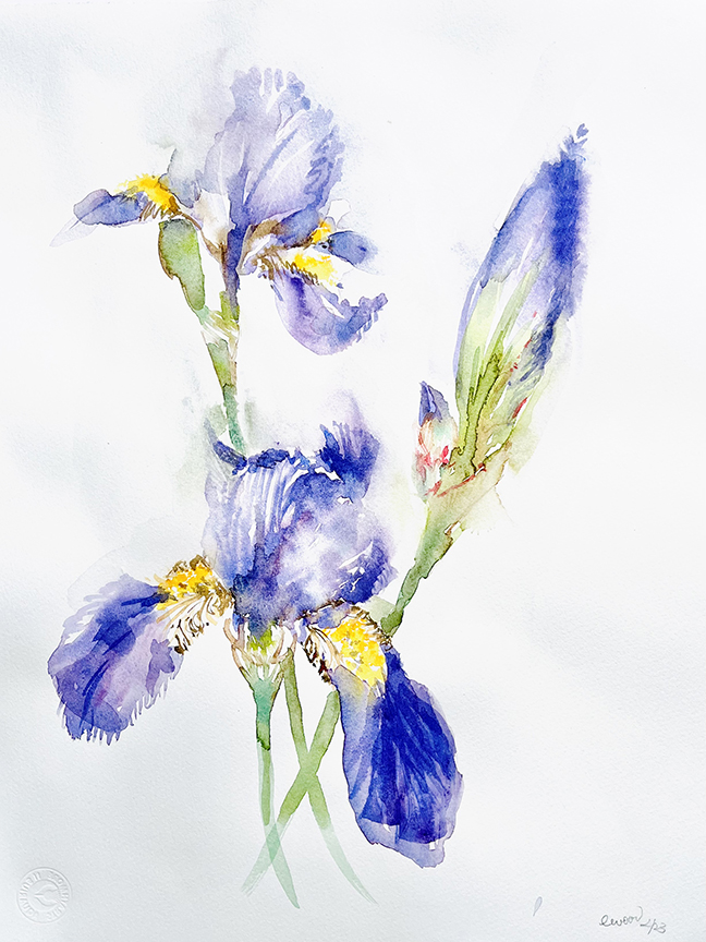 "Three Purple Irises" by Emily Wood (c) - 16"h x 12"w - watercolor on paper