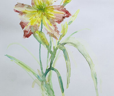 "Maroon and Lime Daylily" by Emily Wood (c) - 16"h x 12"w - watercolor on paper