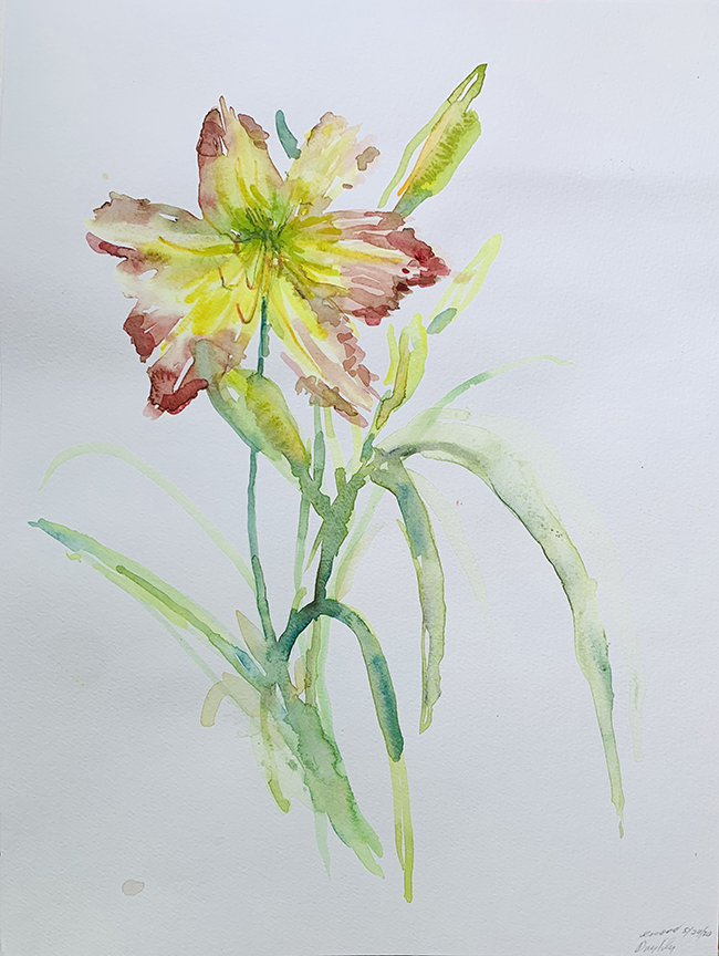 "Maroon and Lime Daylily" by Emily Wood (c) - 16"h x 12"w - watercolor on paper