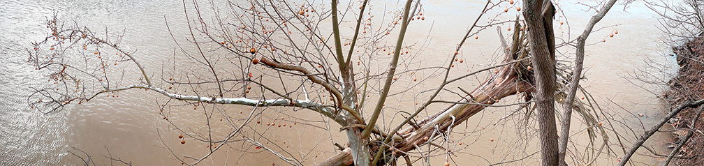 "Sycamore Balls, Arkansas River" by George Chambers (c) -5.25"h x 22"w - giclee print