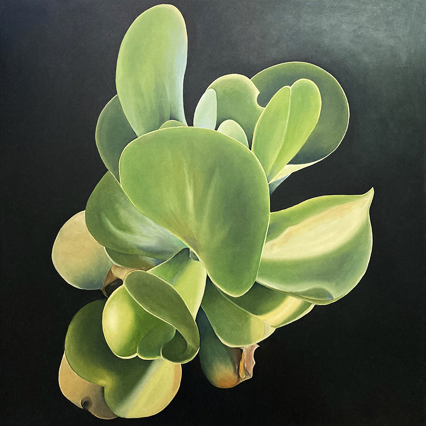 "Green on Black Succulent" by Peter Sixbey (c) - 36"h x 36"w - oil on canvas