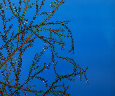 "Q07 - Azure" by Steven Wise (c) - 24"H x 20"w - oil on panel
